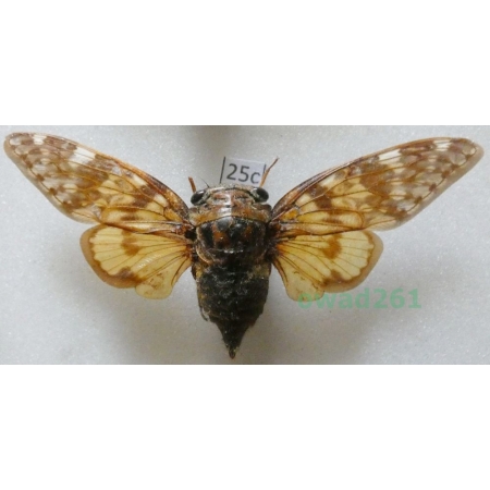Yanga sp. 1905 Madagascar25c